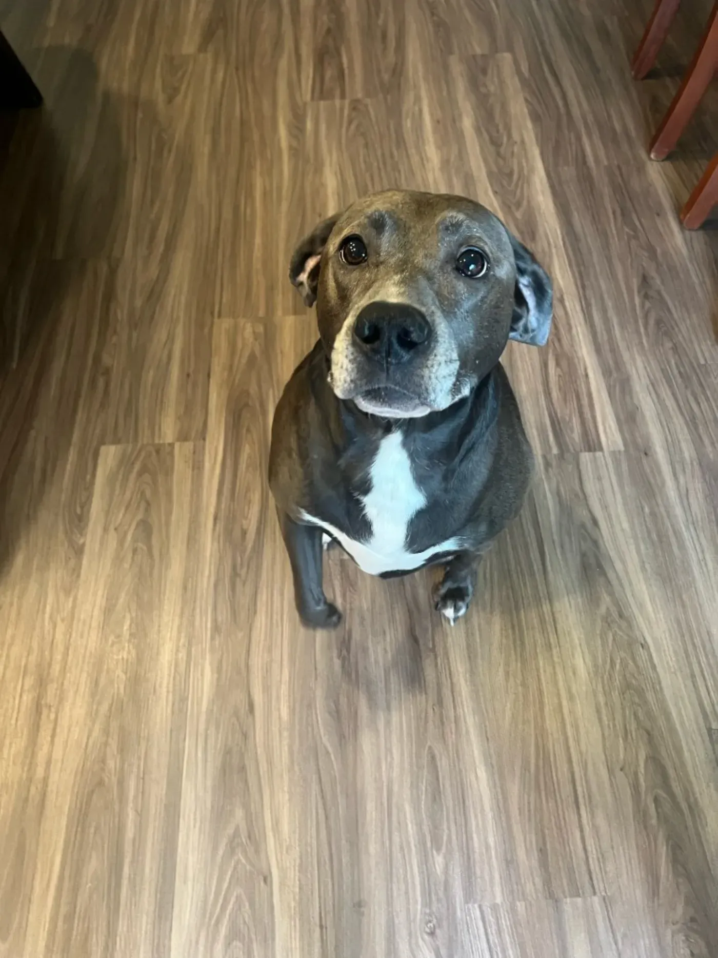 A brindle dog looking up from a wood floor
