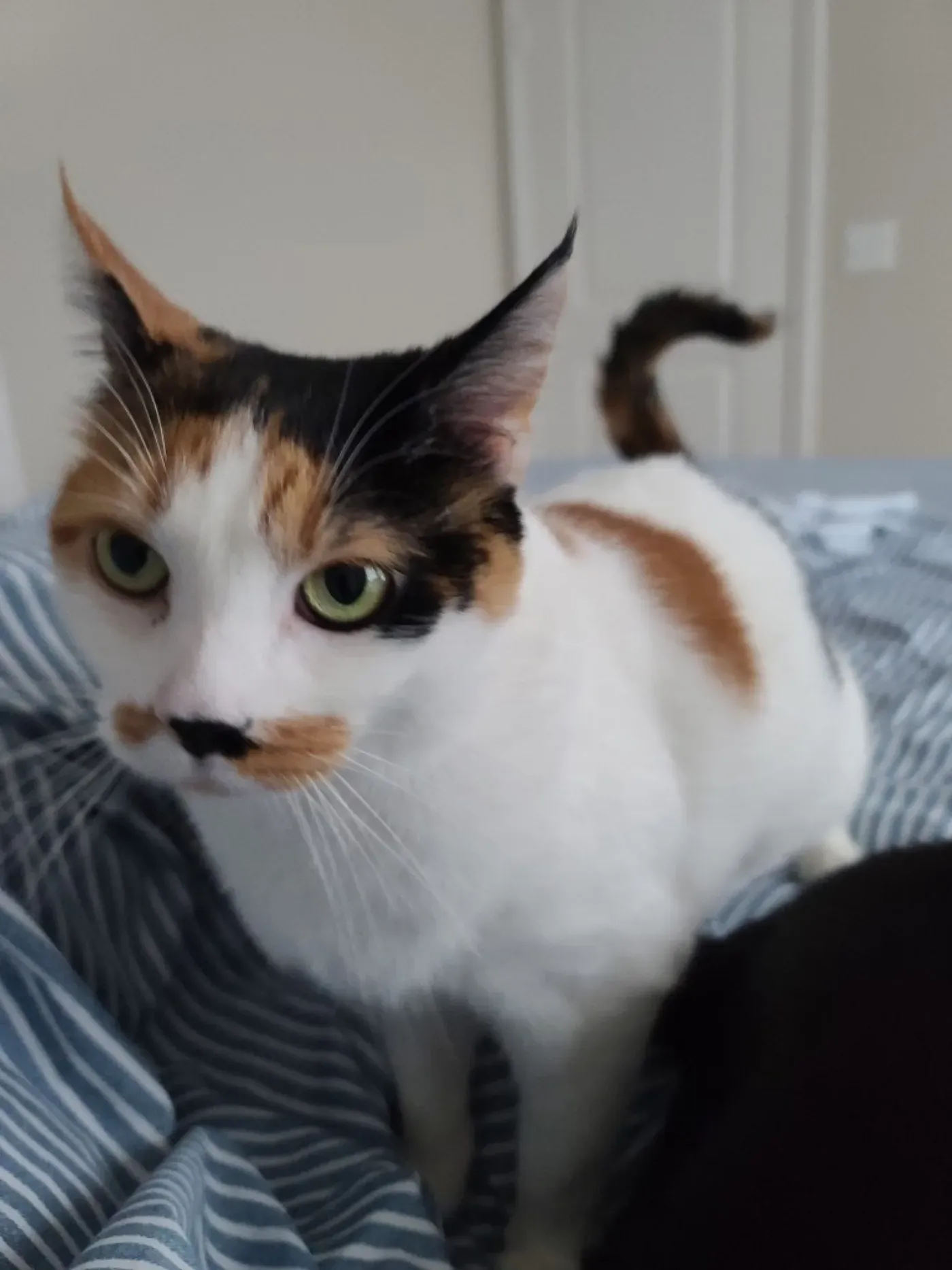 A calico cat standing on a bed with striped linens