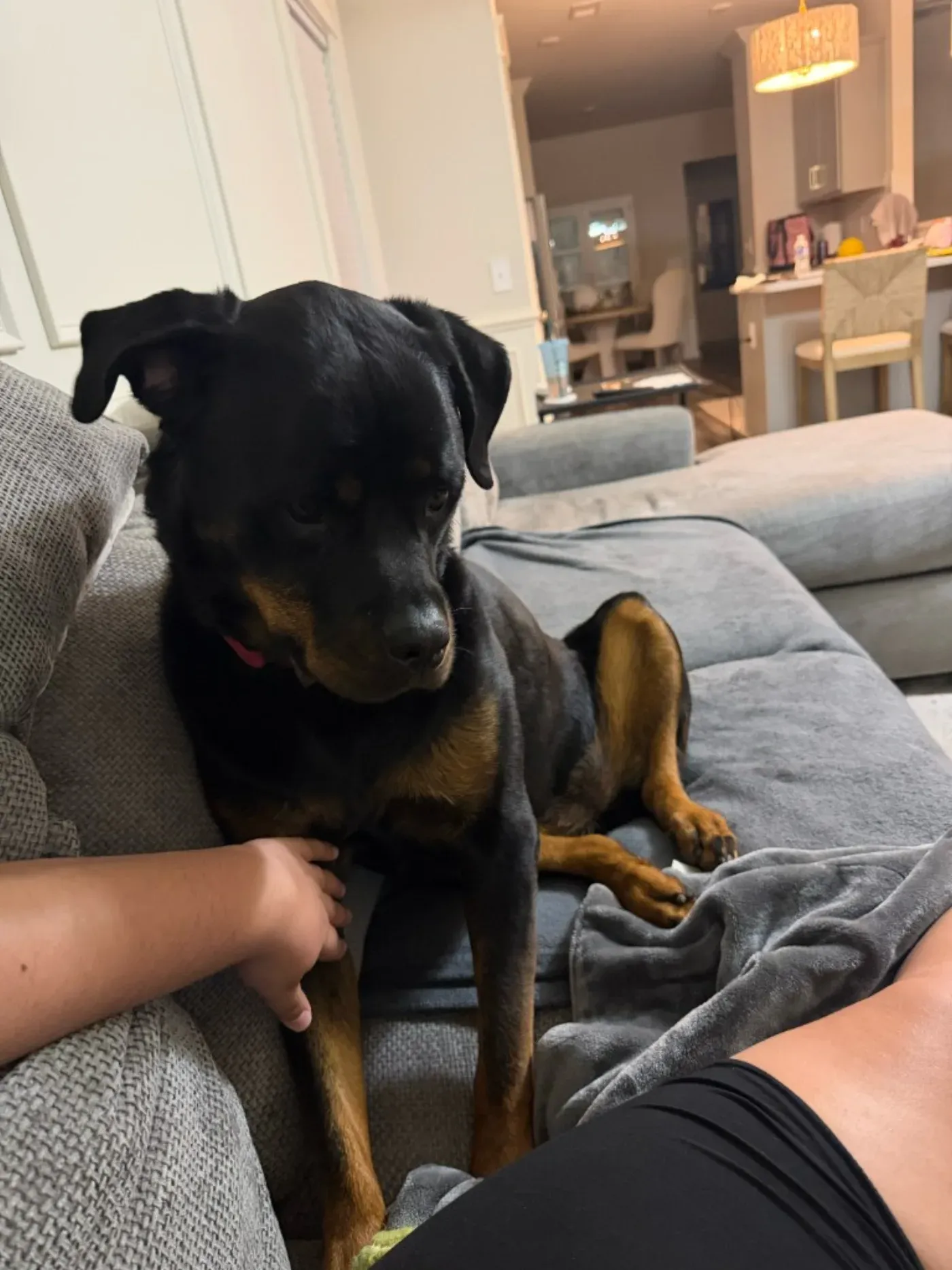 A black and tan dog sitting on a grey sectional sofa