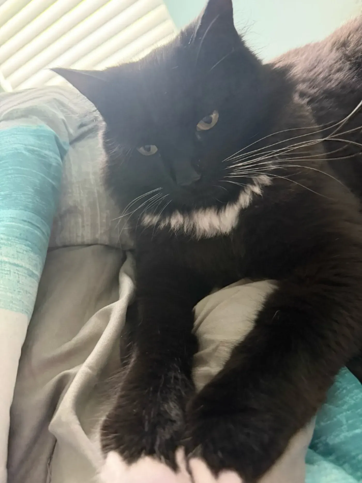 A fluffy black and white cat resting on soft bedding