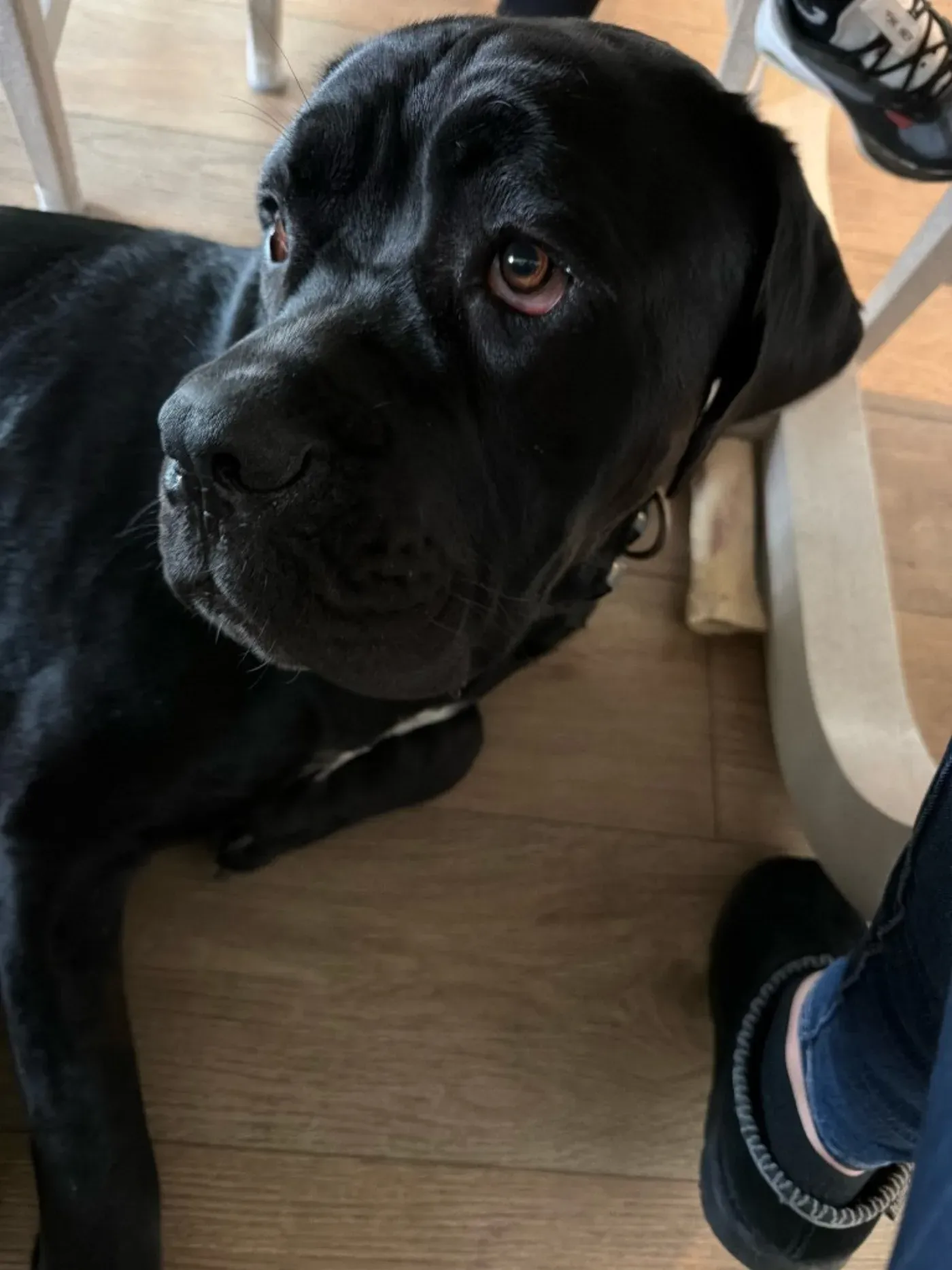 A large black dog looking up with gentle eyes
