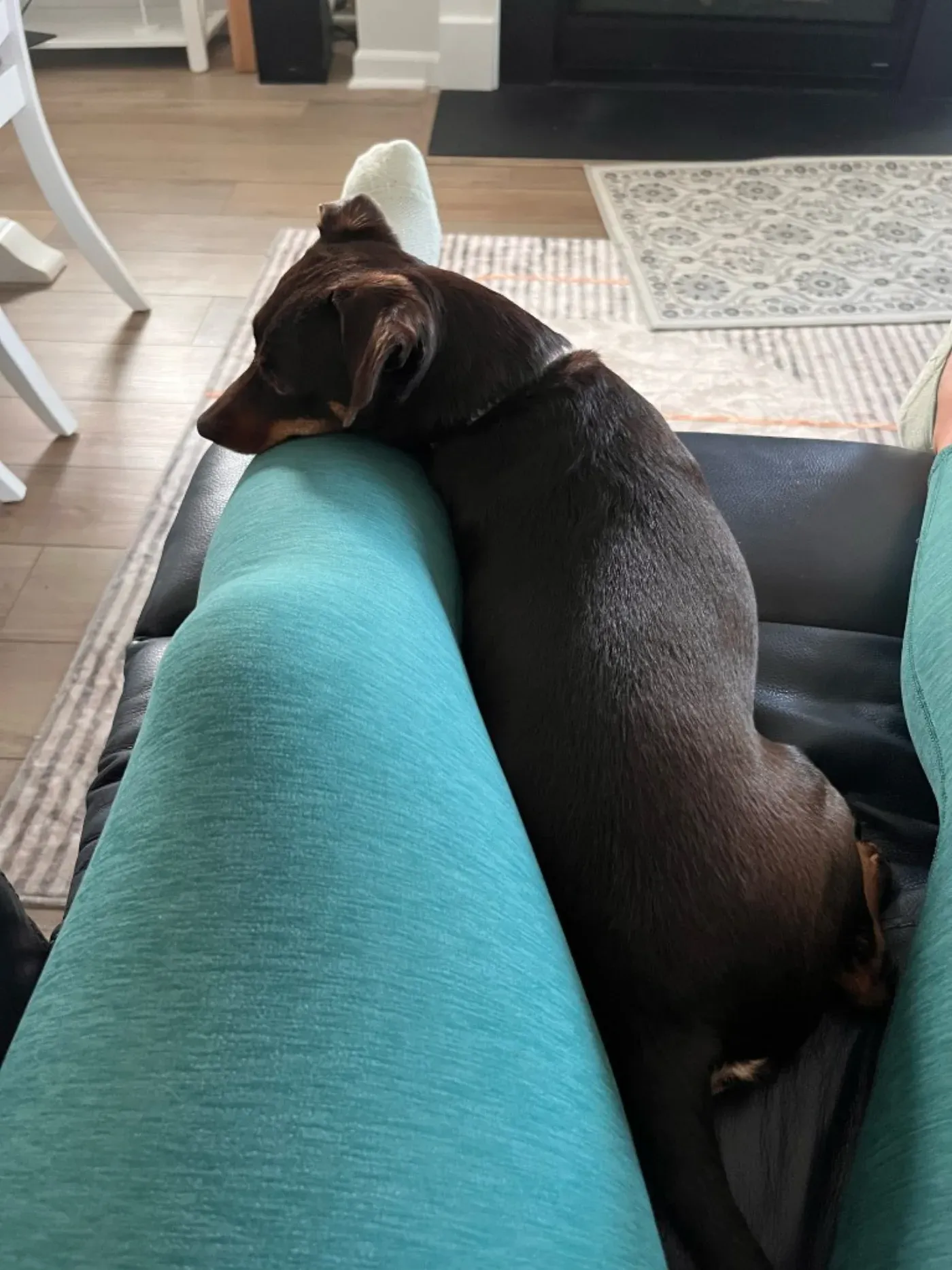 A small brown dog resting comfortably on a lap