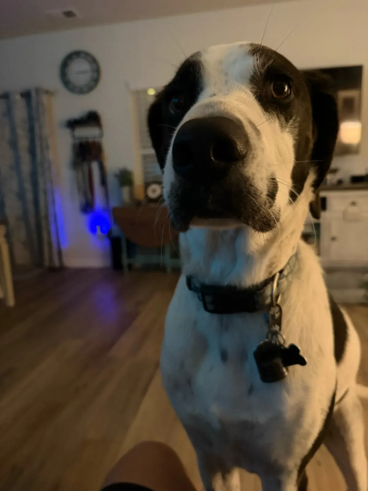 A black and white dog with soulful eyes wearing a collar