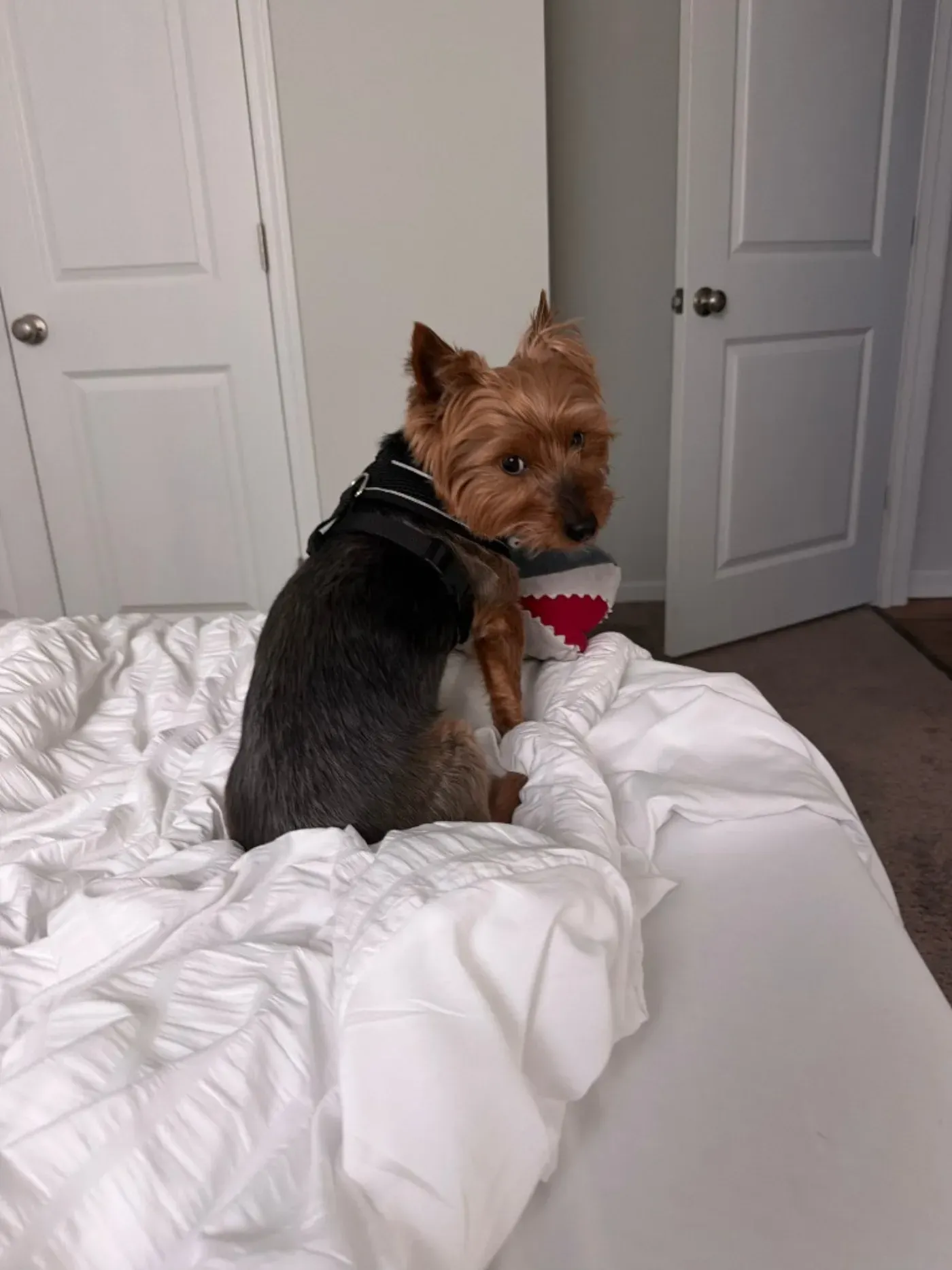 A small terrier in a harness glancing back from a bed